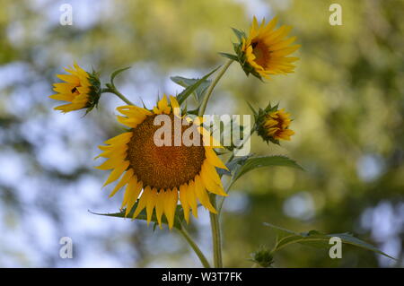 Giallo multi-head con girasole api Foto Stock