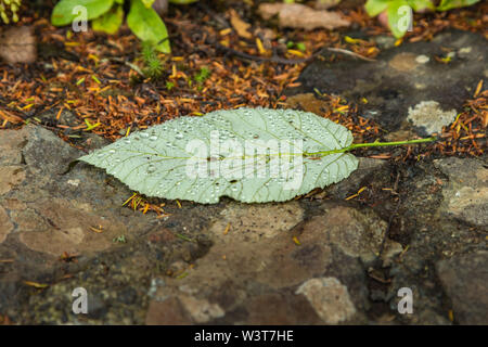 Una foglia caduta dal vento si trova sul parapetto con gocce di pioggia caldo. Macro Close-up, il fuoco selettivo.. Relitto foresta sulle pendici delle più antiche Foto Stock