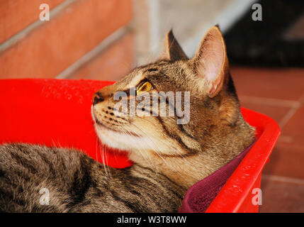 Un uomo di un anno, un gatto da tabby grigio che guarda al suo fianco. È seduto in una scatola rossa per gatti su un balcone in mattoni e terracotta. Italia nord-orientale Foto Stock