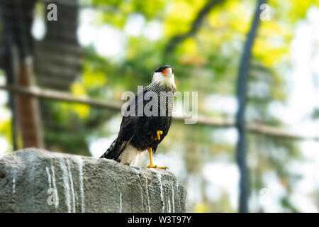 Una caracara crestata meridionale (Caracara plancus), o caracara meridionale, carancho o carcará, un uccello di preda della famiglia Falconidae del Sud America. Foto Stock