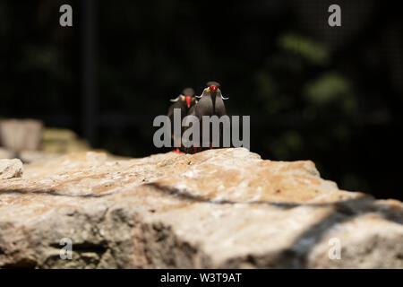 Un paio di sterne inca (Larosterna inca) della famiglia Laridae, originario delle coste del Perù e del Cile, noto per i loro baffi bianchi e becco rosso/piedi. Foto Stock