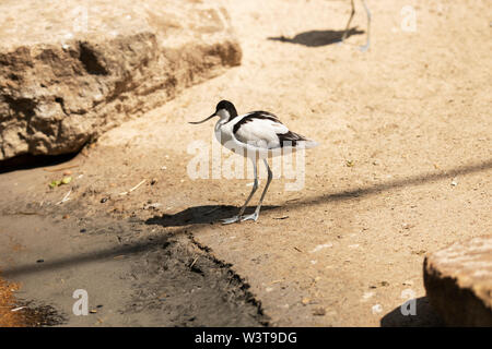 A pied avocet (Recurvirostra avosetta), un grande wader bianco e nero nella famiglia degli avoceti e degli stilt, Recurvirostridae, una specie migratoria di uccelli. Foto Stock