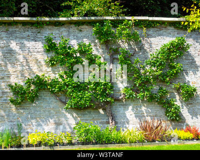 Un albero di mele spalliera su un muro di pietra nel giardino murato in Eggleston Durham Inghilterra Foto Stock