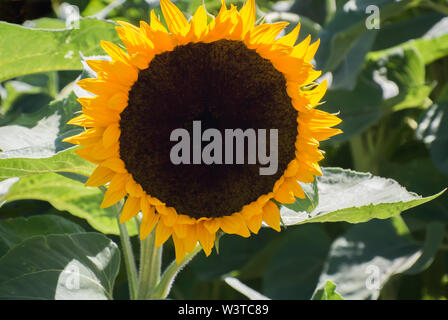 Close-up di girasole nel campo Foto Stock