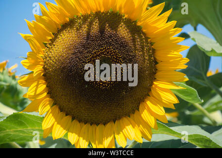 Close-up di girasole nel campo Foto Stock