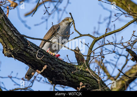 Astore, Habicht (Accipiter gentilis) Foto Stock