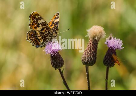 Bella colorato arancione, giallo e nero mappa butterfly, primavera ed estate forma, seduti su uno dei tre viola di cardi su una soleggiata giornata estiva. Foto Stock