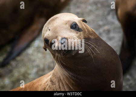 Sea Lion ensoleillement su roccia guarda la fotocamera con grandi occhi marroni e baffi sulla costa della California. Foto Stock