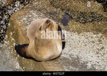 Sea Lion close up ensoleillement su roccia a Monterey in California. Foto Stock