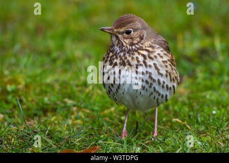 Tordo bottaccio, Singdrossel (Turdus philomelos) Foto Stock