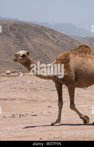 Oman, regione di Dhofar, la città capitale di Salalah. Il cammello selvatico lungo la strada in Salalah. Foto Stock