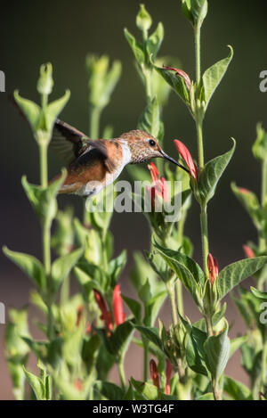 Hummingbird hovering estraendo il nettare dai fiori selvatici in giardino nei mesi estivi. Foto Stock