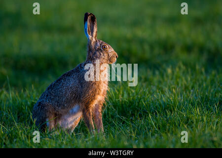 Lepre europea, Feldhase (Lepus europaeus) Foto Stock