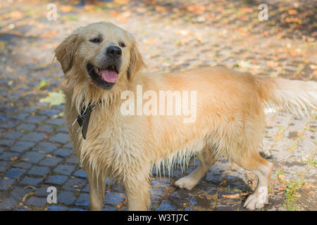 Carino wet golden retriever giocano nel parco e in cerca di divertimento Foto Stock
