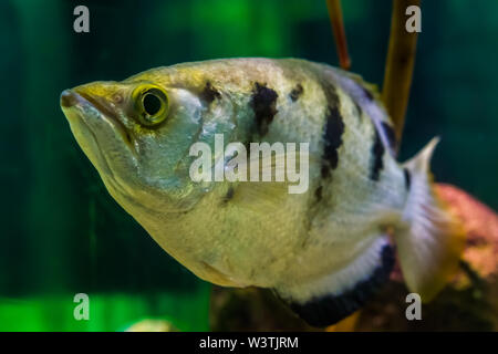 Funny closeup del volto di un nastrare pesce arciere, popolare aquarium pet in acquacoltura, tropicali specie animale dalla Indo-pacifico Foto Stock