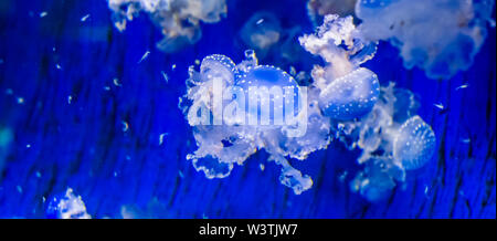 Gruppo di meduse maculato insieme, campana flottante meduse, specie tropicali dall'oceano pacifico Foto Stock