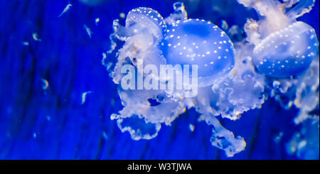 Primo piano di un macchiato meduse, campana flottante meduse, specie tropicali dall'oceano pacifico Foto Stock