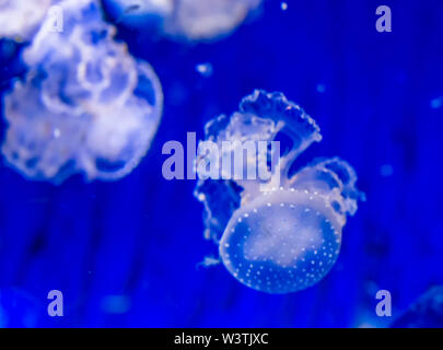 Avvistato meduse closeup, campana flottante jelly, specie tropicali dall'oceano pacifico Foto Stock