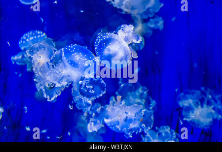 Sciame di campana flottante meduse sotto l'acqua, meduse tropicali specie dall'oceano pacifico, vita marina sfondo Foto Stock