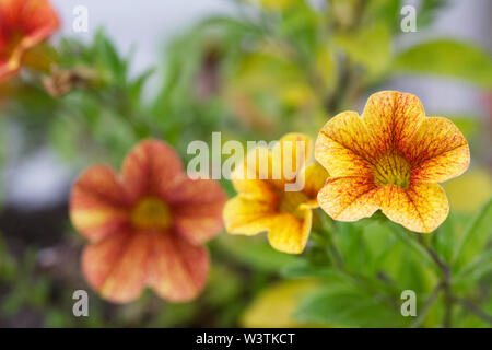 Calibrachoa Può fiori di terracotta. Foto Stock