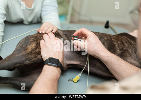 Medico Veterinario effettua una ecografia e cardiogram del cuore di un cane in ufficio di una clinica veterinaria. Foto Stock