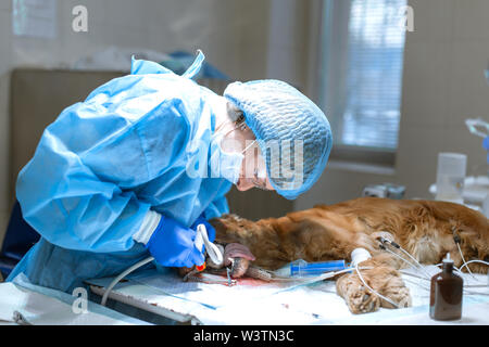 Odontoiatria veterinaria. Medico chirurgo veterinario pulisce e tratta un cane i denti sotto anestesia sul tavolo operatorio in una clinica veterinaria. Ult Foto Stock