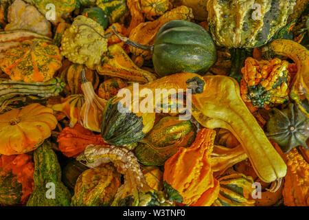 Pila di zucche colorate di tutti i differenti tipi di forme e dimensioni guardando in giù vicino fino Foto Stock