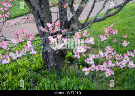 Fioritura di rosa fiori di corniolo, Cornus florida su un ramo. Knoxville, Tennessee, Stati Uniti d'America. Foto Stock