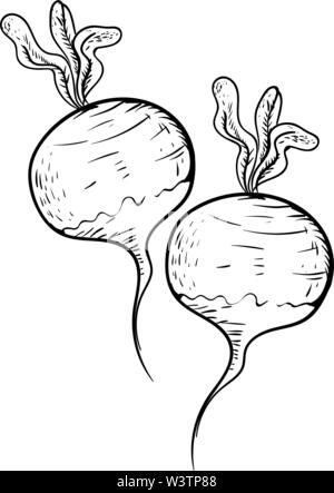 Schizzo di ravanello vegetale, illustrazione, vettore su sfondo bianco. Illustrazione Vettoriale