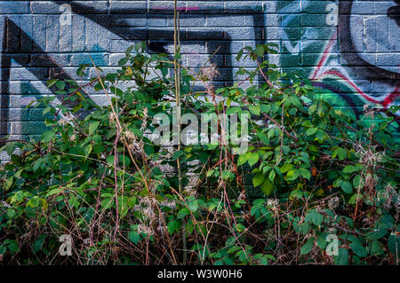 Gruppo di piante di bramble che crescono di fronte ai graffiti su una parete di mattoni a Sheffield, Regno Unito. Foto Stock