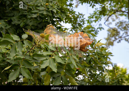 Nido filate facendo cadere webworms in una struttura ad albero con del nastro, foglie, e bruchi Foto Stock