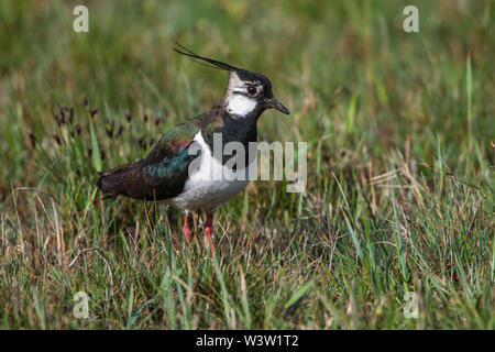 Pavoncella, Kiebitz (Vanellus vanellus) Foto Stock
