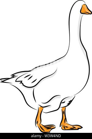 Goose con nessun volto, illustrazione vettore su sfondo bianco. Illustrazione Vettoriale