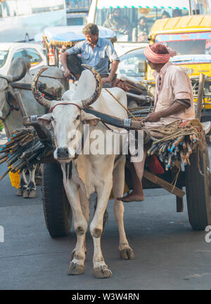 Indiana tradizionale. Uomini indù con il bianco delle vacche sacre Pullling carrelli caricati su una strada trafficata a Jaipur nel Rajasthan in India dove la mucca è un sacro. Foto Stock