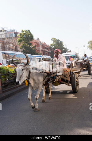 Tradizionale Indiano indù gli uomini con il bianco delle vacche sacre tirando carrelli caricati su una strada trafficata a Jaipur nel Rajasthan in India dove la mucca è sacra. Foto Stock