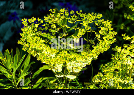 Di euforbia che crescono in un giardino botanico. Euphorbia è molto ampio e diversificato genere della fioritura delle piante nella famiglia di euforbia (Euphorbiaceae). Foto Stock