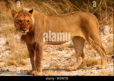 Leone giovane maschio (Panthera leo), Parco Nazionale di Etosha, Namibia Foto Stock