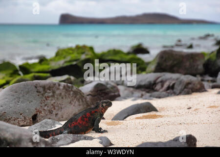 Animali - Iguanas marine di Natale sull'isola di Espanola a Galapagos Isole Foto Stock