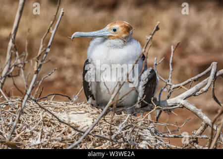 Frigatebird sulle isole Galapagos - magnifica isola Frigate-Bird North Seymour Foto Stock