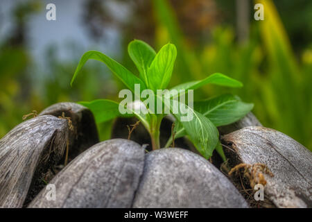 Questa unica immagine mostra come un nuovo e giovane pianta cresce al di fuori di un vecchio di noce di cocco. Questa foto è stata scattata alle Maldive Foto Stock