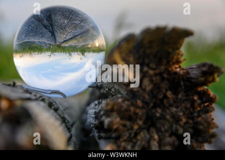 Log memorizzati in lensball Foto Stock