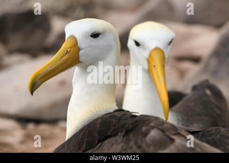 Le Galapagos Albatross aka sventolato albatross coppia sulla nidificazione all'Isola Espanola, Isole Galapagos, Ecuador. Il sventolato albatri è una specie gravemente minacciate specie endemica di Galapagos. Foto Stock