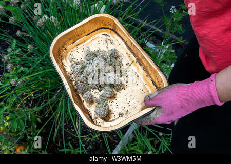 Close up di donne tirando i semi di fiori di erba cipollina per piantare nel suo orto. Foto Stock