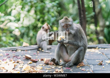 Scimmia Balinese di mangiare il pranzo nella foresta Foto Stock