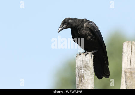 Un bel bambino Carrion Crow, Corvus corone, appollaiate su un post. Si è in attesa per i suoi genitori di tornare e di alimentarla. Foto Stock