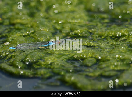 Un meraviglioso piccolo maschio rosso-eyed Damselfly, Erythromma viridulum, appollaiate su una coperta alghe galleggianti sulla superficie di un lago. Foto Stock