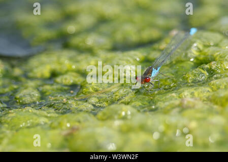 Un meraviglioso piccolo maschio rosso-eyed Damselfly, Erythromma viridulum, appollaiate su una coperta alghe galleggianti sulla superficie di un lago. Foto Stock