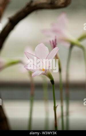 Un giglio di pioggia brasos (Zephyranthes clorosolen) che cresce in una serra. Foto Stock