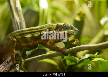 Un camaleonte maschile pantera (Furcifer pardalis), originario della foresta tropicale del Madagascar orientale e settentrionale, arroccato su un ramo di albero. Foto Stock