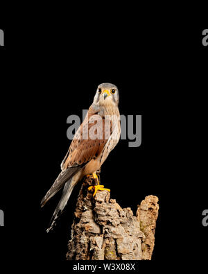 Splendido ritratto del Gheppio Falco tinnunculus in studio di impostazione su sfondo nero Foto Stock